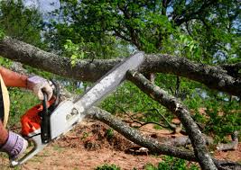 How Our Tree Care Process Works  in  Ashland, OH