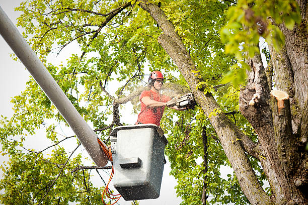 Best Hazardous Tree Removal  in Ashland, OH