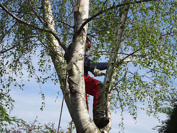 Best Tree Risk Assessment  in Ashland, OH