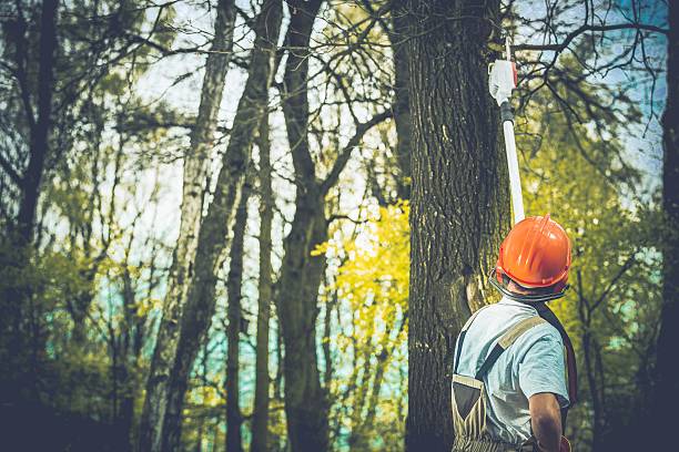 Ashland, OH Tree Care Company